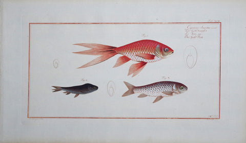 Marcus Elieser Bloch (1723-1799), Cyrprinus Auratus