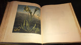 Robert John Thornton (1768-1837), New Illustration of the Sexual System of Carolus von Linnaeus ... the Temple of Flora, or Garden of Nature
