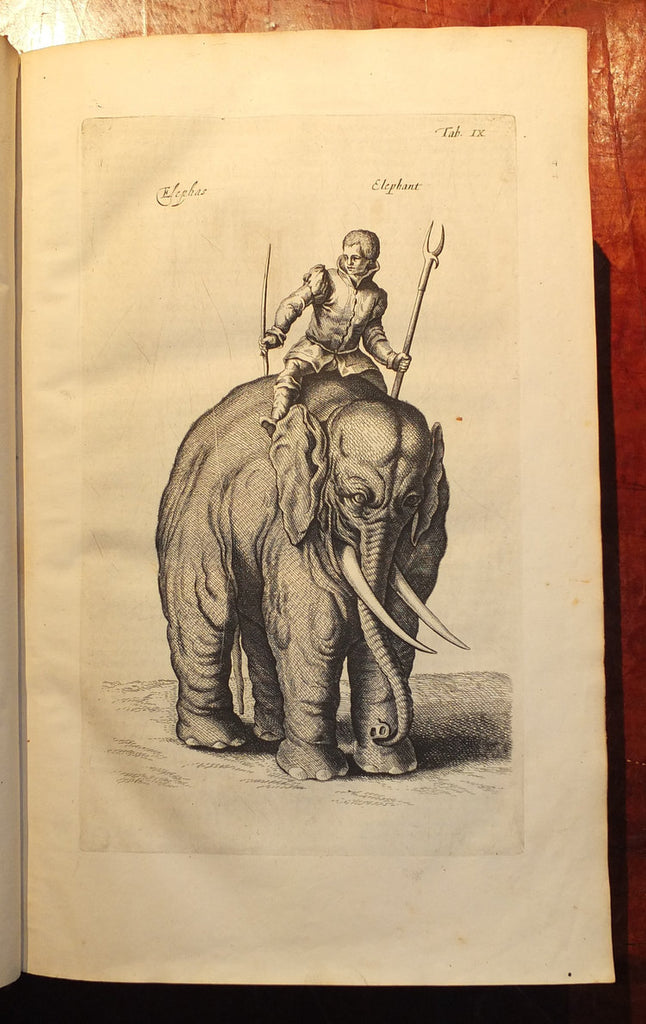 Original Antique Natural History copperplate of - Histoire Naturele Quadrupedes 1780 Over good 200 + years old - Mule - Elephant Trunk Tusks