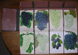 Dellon Marcus Dewey (1819-1889), Nurserymen's Sample Book