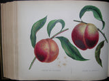Alexandre Joseph Desire Bivort (1809-1872), Album de Pomologie. Bruxelles: Deprez-Parent, 1847- 1849- 1850.