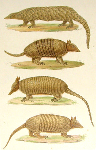 Emile Theophile Blanchard (French, 1795-1860) Giant Anteater, Six-banded Armadillo, Long-tailed Armadillo, and Tweleve-banded Armadillo