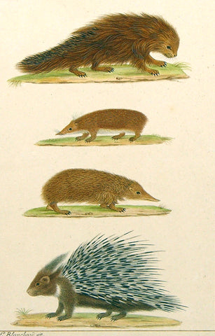 Emile Theophile Blanchard (French, 1795-1860) Conendou (Brazillian Procupine), Hesdgehogs, Crested Porcupine