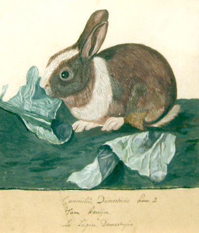 Anonymous, Le Lapin Domestique [Domestic Rabbit]