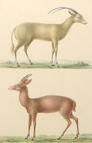 Paul- Louis Oudart (French, 1796-1850) Antelope Study
