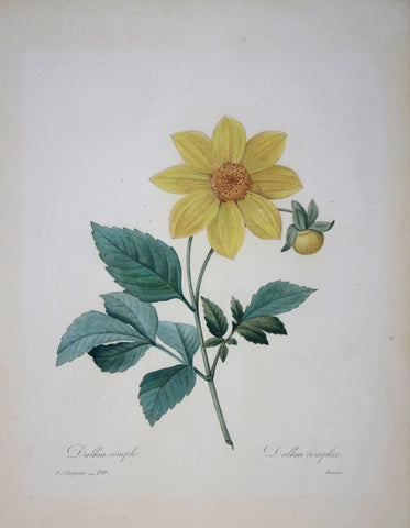 Pierre Joseph Redoute (1759-1840), Dalhia simple