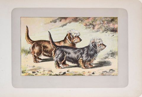 P. Mahler & J.B. Samat, Dandie Dinmont Terrier