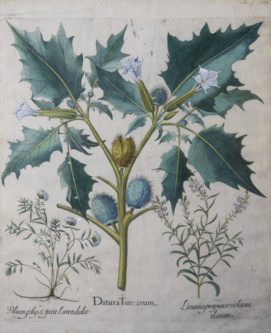 Basilius Besler (1561-1629), Datura Turcarum