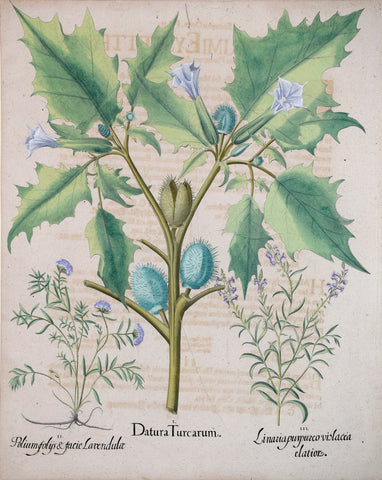 Basilius Besler (1561-1629), Datura Turcarum