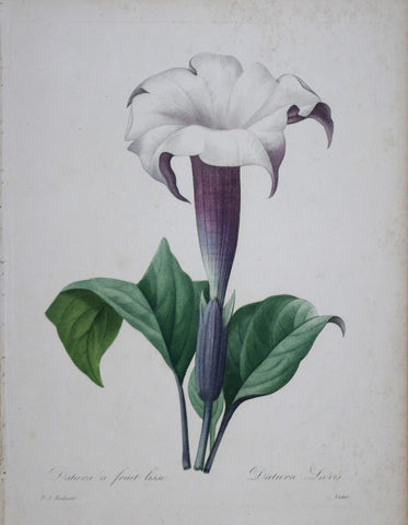 Pierre Joseph Redoute (1759-1840), Datura a fruit lisse