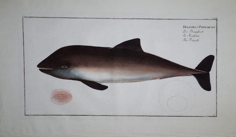 Marcus Elieser Bloch (1723-1799), Delphinus Phocoena (Porpoise), Pl XCII