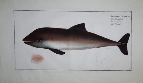 Marcus Elieser Bloch (1723-1799), Delphinus Phocoena