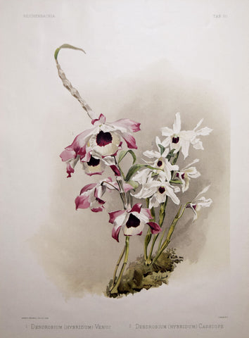 Henry Frederick Conrad Sander (1847-1920), 1. Dendrobium (Hybridum) Venus 2. Dendrobium (Hybridum) Cassiope