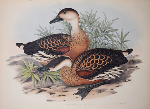 John Gould (1804-1881), Dendrocygna Arcuata, "Whistling Duck"