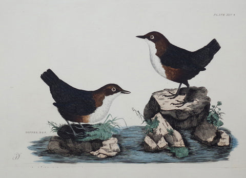 Prideaux John Selby (1788-1867), Dipper Male & Female Plt XLV