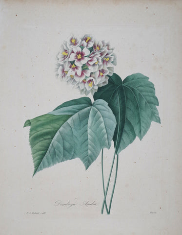 Pierre Joseph Redoute (1759-1840), Dombeya Amelioe