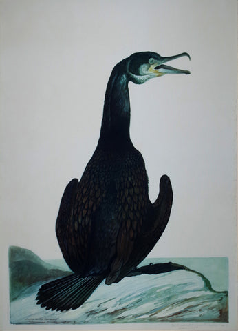 Carroll Sargent Tyson (1877-1956), Double-Crested Cormorant