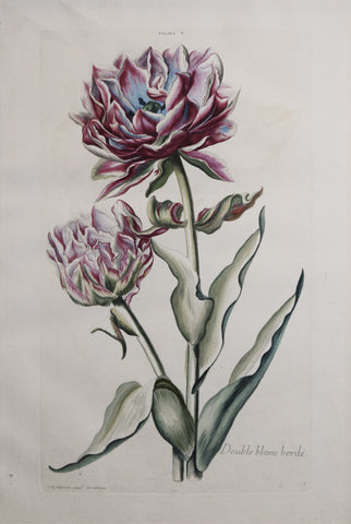 Georg Ehret (1708-1770), Double Blanc Borde, P22