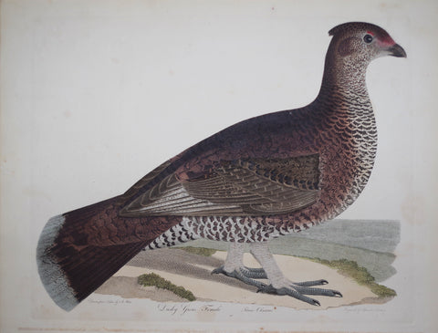 Alexander Wilson (1766-1813), Dusky Grous, Female