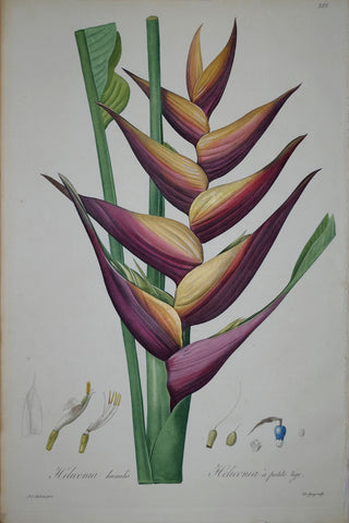 Pierre Joseph Redouté (1759-1840), Dwarf Heliconia, Plate 382