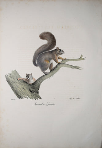 Frederic Cuvier (1769-1832) & Geoffroy Saint-Hilaire (1772-1844), Ecureuil des Pyrenees - Red Squirrel