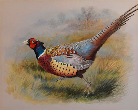 Basil Ede (1931-2016), Chinese Ring-Necked Pheasant