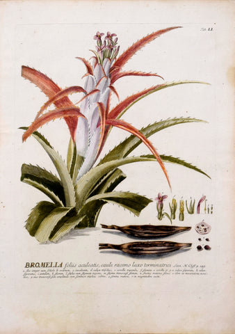 Georg Ehret (1708-1770), Bromelia Tab LI