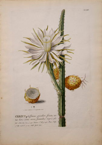 Georg Ehret (1708-1770), Cereus Tab XIV