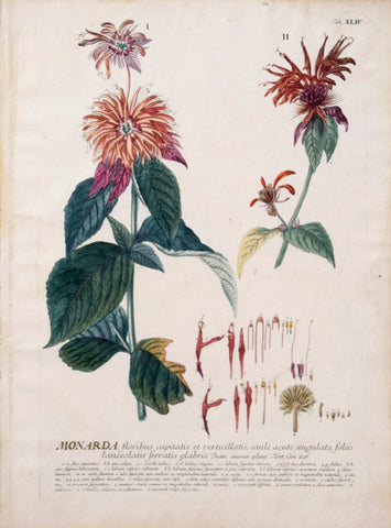 Georg Ehret (1708-1770), Monarda Tab XLIV