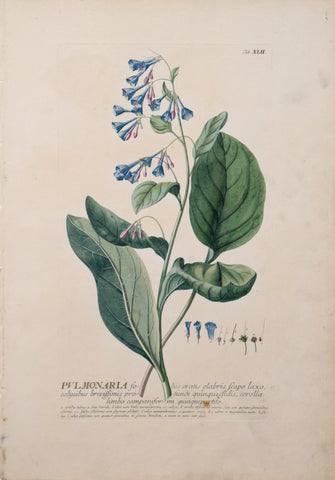 Georg Ehret (1708-1770), Pulmonaria Tab XLII