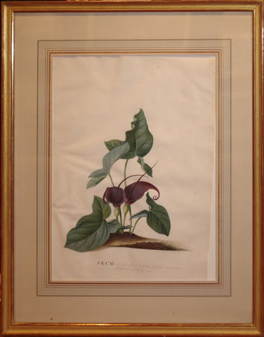 Georg Dionysius Ehret (German, 1708-1770), “Arum”