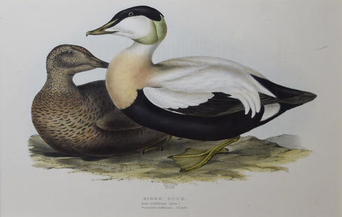 John Gould (1804-1881), Eider Duck