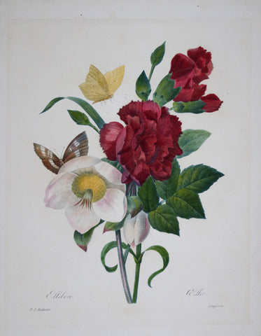 Pierre Joseph Redoute (1759-1840), Ellebore