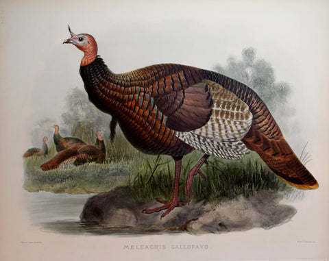 Daniel Giraud Elliot (1835-1915), Meleagris Gallopavo