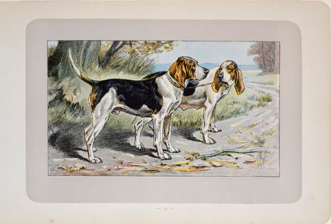 P. Mahler & J.B. Samat, English Foxhound