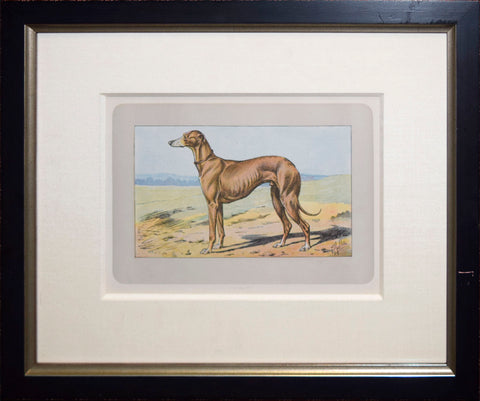 P. Mahler & J.B. Samat, English Greyhound