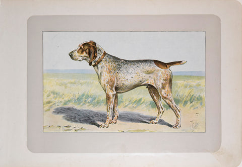 P. Mahler & J.B. Samat, English Pointer