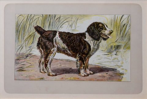 P. Mahler & J.B. Samat, English Water Spaniel