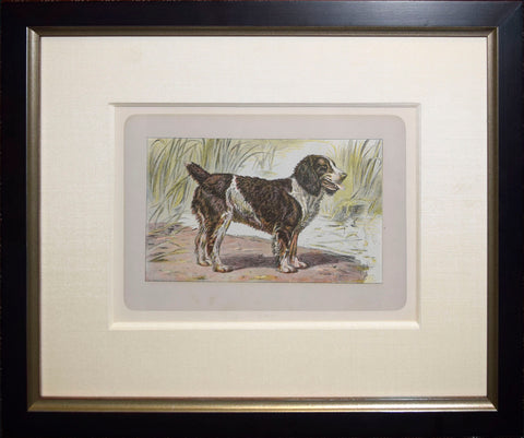 P. Mahler & J.B. Samat, English Water Spaniel