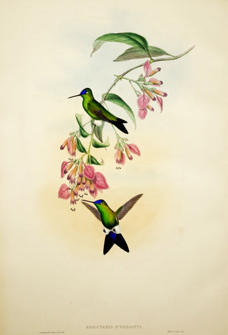 John Gould (1804-1881), Eriocnemis D'Orbignyi