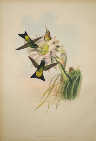 John Gould (1804-1881), Eriocnemis Vestitus