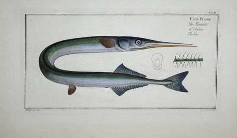 Marcus Elieser Bloch (1723-1799), Esox Belone (Gar), Pl XXXIII