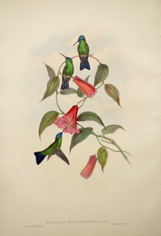 John Gould (1804-1881), Eucephala Smaragdocaerulea