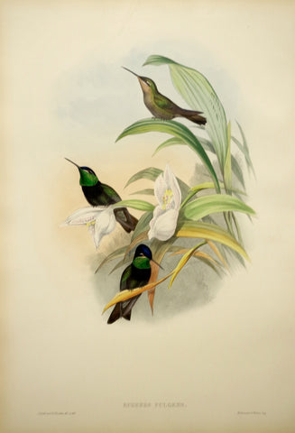 John Gould (1804-1881), Eugenes Fulgens