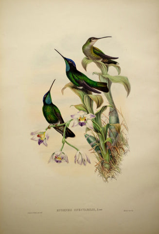 John Gould (1804-1881), Eugenes Spectabilis