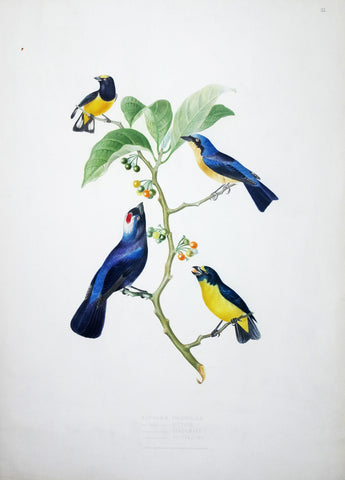 Jean Théodore Descourtilz (1796-1855), Euphonia Chlorolica 32