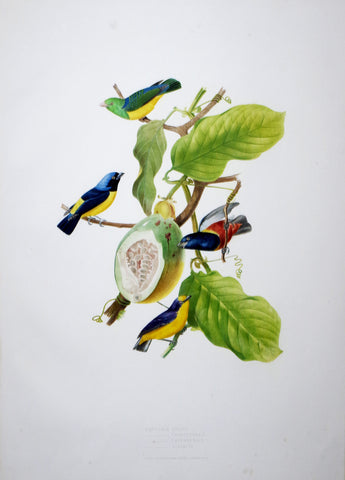 Jean Théodore Descourtilz (1796-1855), Euphonia Galoti 33