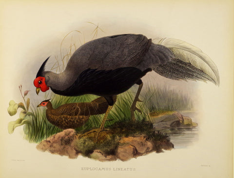 Daniel Giraud Elliot (1835-1915), Euplocamus Lineatus