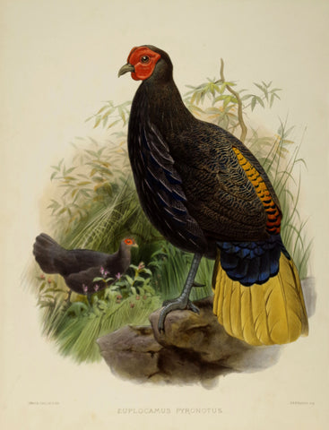 Daniel Giraud Elliot (1835-1915), Euplocamus Pyronotus