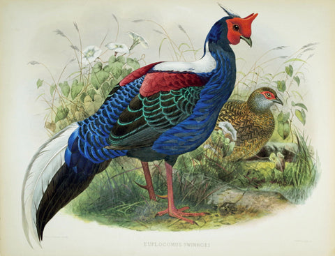 Daniel Giraud Elliot (1835-1915), Euplocomus Swinhoei